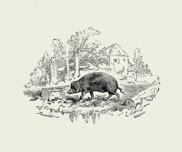 La Fontaines Fables - The Pig