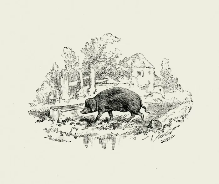Framed Print : La Fontaines Fables - The Pig Framed Print : La Fontaines Fables - The Pig