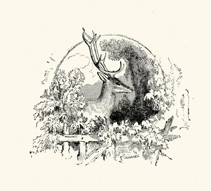 Framed Print : La Fontaines Fables - The Stag Framed Print : La Fontaines Fables - The Stag