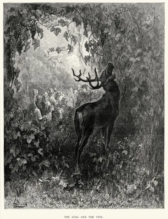 Framed Print : La Fontaines Fables - Stag and the Vine Framed Print : La Fontaines Fables - Stag and the Vine