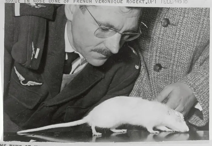 Framed Print : Lab Worker Observing Rat on Table Framed Print : Lab Worker Observing Rat on Table