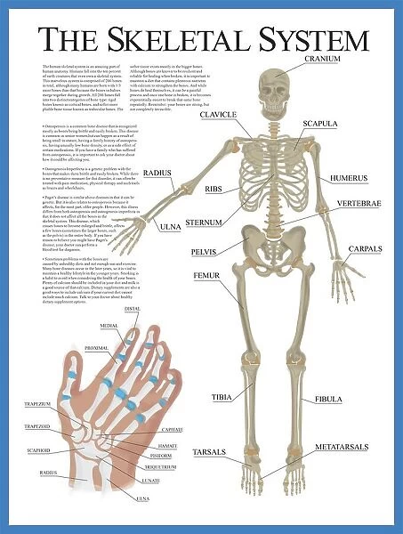 Labelled Human Skeletal System Poster