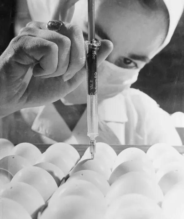 Framed Print : Laboratory Worker Inoculating Embryos Framed Print : Laboratory Worker Inoculating Embryos
