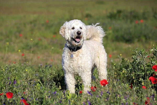 Labradoodle, adult, male, on meadow, Germany