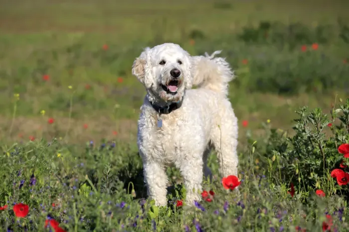 Framed Print : Labradoodle, adult, male, on meadow, Germany Framed Print : Labradoodle, adult, male, on meadow, Germany