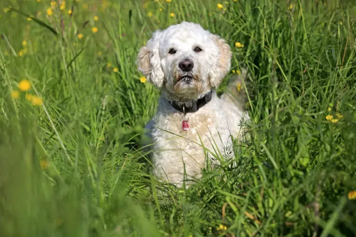 Framed Print : Labradoodle, adult, male, on meadow, Germany Framed Print : Labradoodle, adult, male, on meadow, Germany