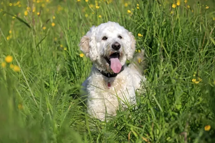 Framed Print : Labradoodle, adult, male, on meadow, Germany Framed Print : Labradoodle, adult, male, on meadow, Germany