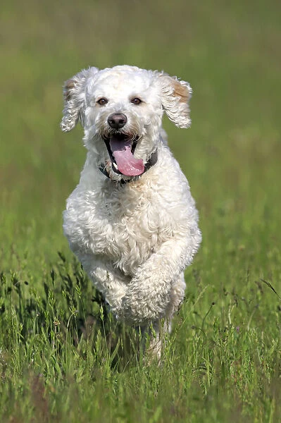 Labradoodle, adult, male, running on grass, Germany