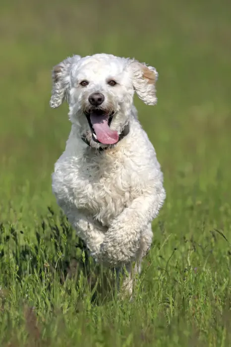 Framed Print : Labradoodle, adult, male, running on grass, Germany Framed Print : Labradoodle, adult, male, running on grass, Germany