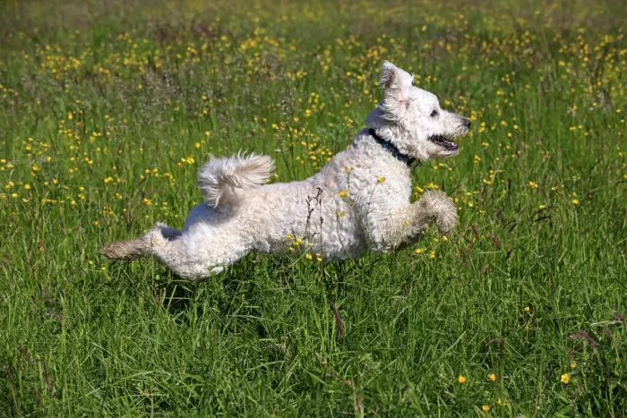 Framed Print : Labradoodle, adult, male, running on grass, Germany Framed Print : Labradoodle, adult, male, running on grass, Germany