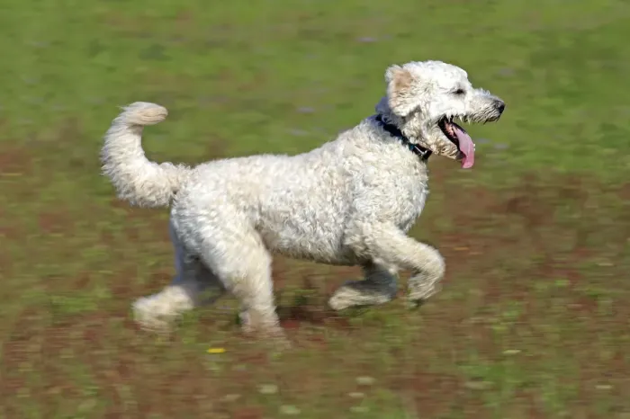 Framed Print : Labradoodle, adult, male, running on grass, Germany Framed Print : Labradoodle, adult, male, running on grass, Germany