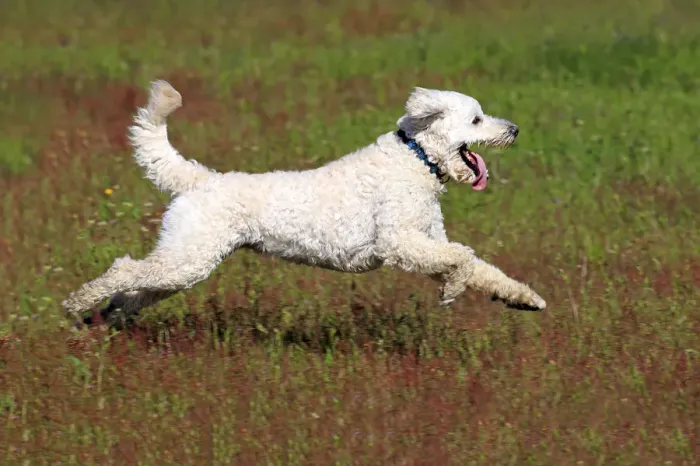 Framed Print : Labradoodle, adult, male, running on grass, Germany Framed Print : Labradoodle, adult, male, running on grass, Germany