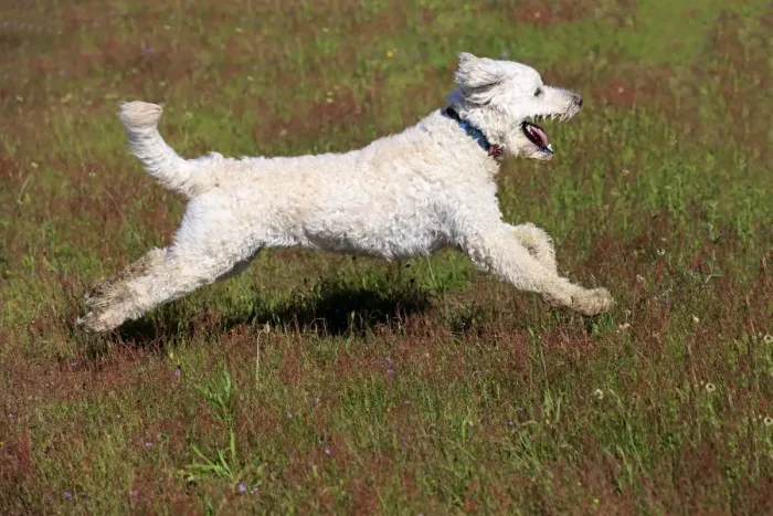 Framed Print : Labradoodle, adult, male, running on grass, Germany Framed Print : Labradoodle, adult, male, running on grass, Germany