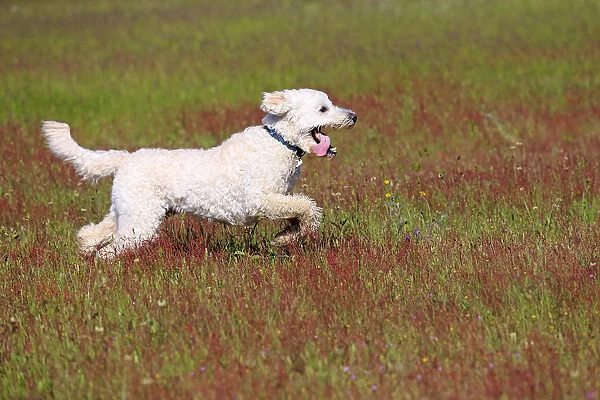 Labradoodle, adult, male, running on grass, Germany
