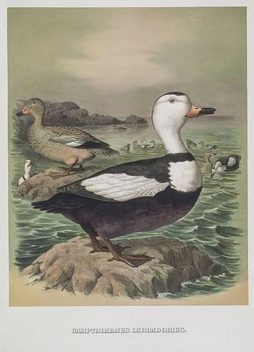 Framed Print : Labrador duck, 19th century illustration Framed Print : Labrador duck, 19th century illustration