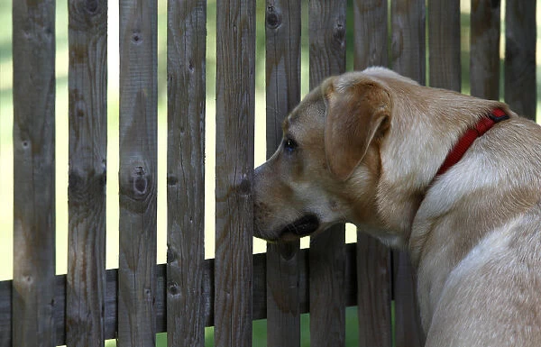 Labrador Retriever looking through a fence