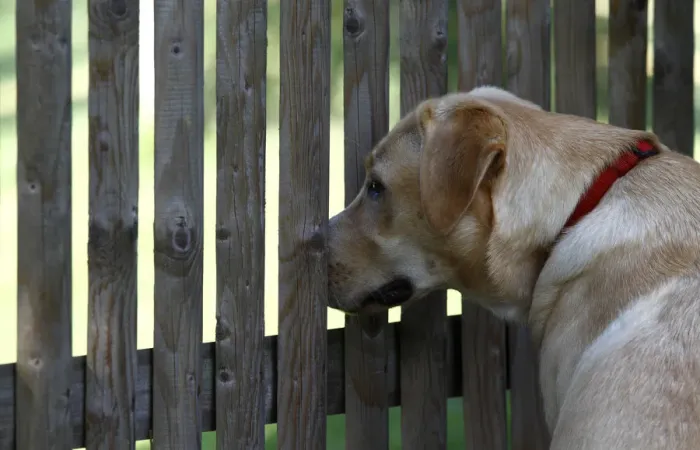 Framed Print : Labrador Retriever looking through a fence Framed Print : Labrador Retriever looking through a fence