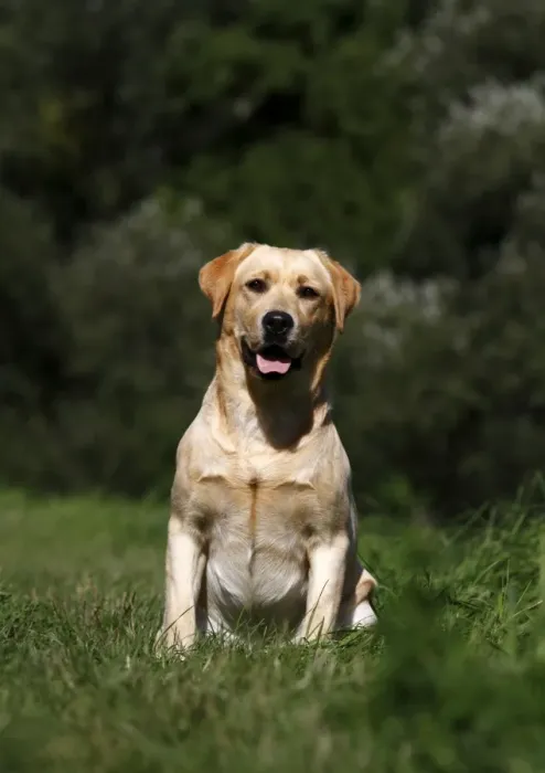 Framed Print : Labrador Retriever on a meadow Framed Print : Labrador Retriever on a meadow