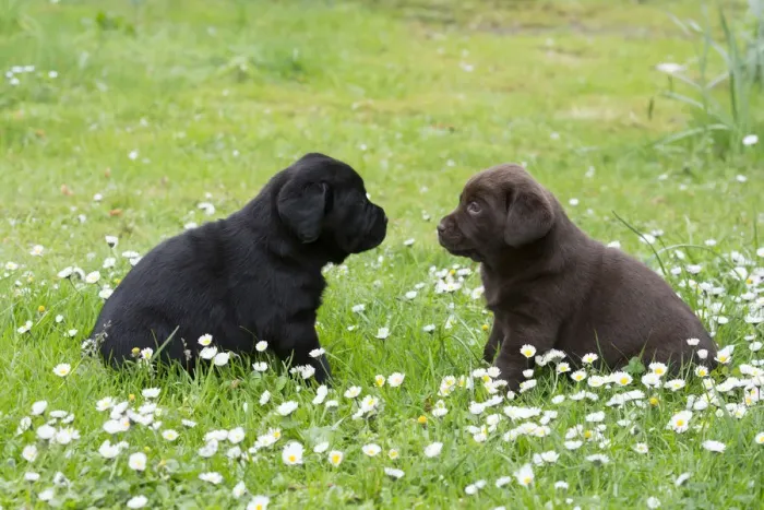 Framed Print : Two Labrador Retriever Puppies Framed Print : Two Labrador Retriever Puppies