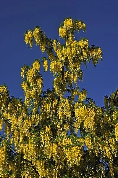Laburnum or Golden Chain -Laburnum-, flowering, Middle Franconia, Bavaria, Germany