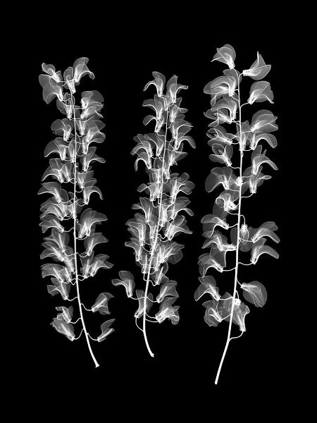 Laburnum (Laburnum alpinum), X-ray