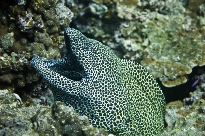 Framed Print : Laced Moray -Gymnothorax favagineus-, Gulf of Oman, Oman Framed Print : Laced Moray -Gymnothorax favagineus-, Gulf of Oman, Oman