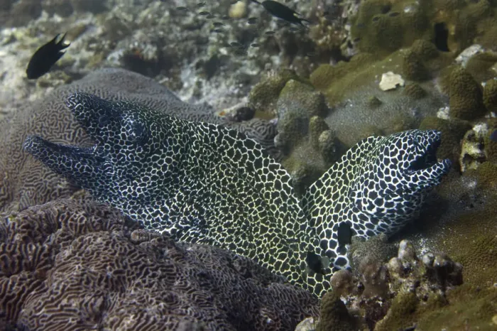 Framed Print : Laced Morays -Gymnothorax favagineus-, Gulf of Oman, Oman Framed Print : Laced Morays -Gymnothorax favagineus-, Gulf of Oman, Oman