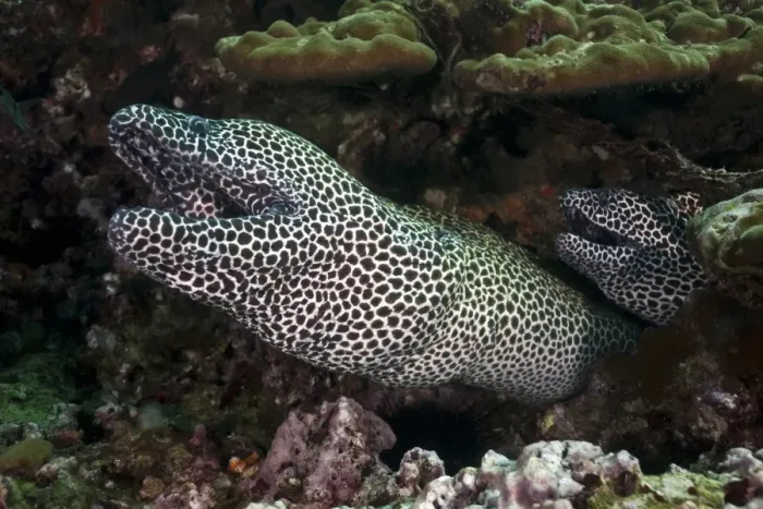 Framed Print : Laced Morays -Gymnothorax favagineus-, Gulf of Oman, Oman Framed Print : Laced Morays -Gymnothorax favagineus-, Gulf of Oman, Oman