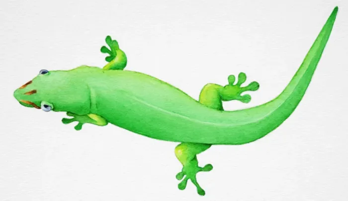 Framed Print : Lacertilia, Green Lizard, overhead view Framed Print : Lacertilia, Green Lizard, overhead view
