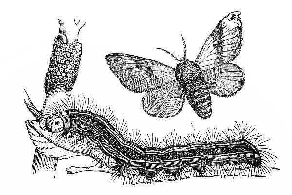 The lackey moth (Malacosoma neustria)