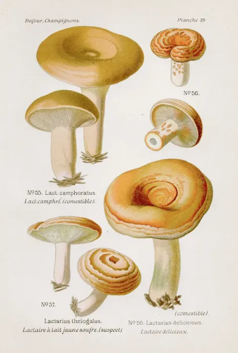 Framed Print : Lactarius mushroom 1891 Framed Print : Lactarius mushroom 1891