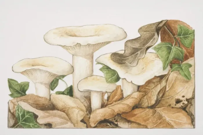 Framed Print : Lactarius piperatus, Peppery Milk-cap mushrooms fruiting amongst fallen autumn leaves