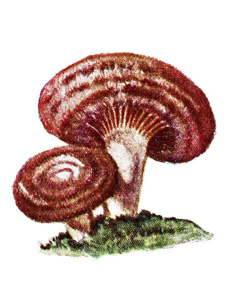 Lactarius torminosus (woolly milkcap or bearded milkcap)