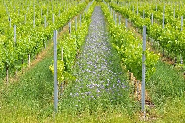 Lacy phacelia -Phacelia tanacetifolia-, planted as green manure or cover crop in a vineyard, Baden-Wuerttemberg, Germany, Europe
