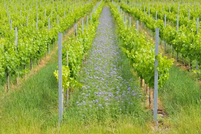 Framed Print : Lacy phacelia -Phacelia tanacetifolia-, planted as green manure or cover crop in a vineyard, Baden-Wuerttemberg, Germany, Europe Framed Print : Lacy phacelia -Phacelia tanacetifolia-, planted as green manure or cover crop in a vineyard, Baden-Wuerttemberg, Germany, Europe