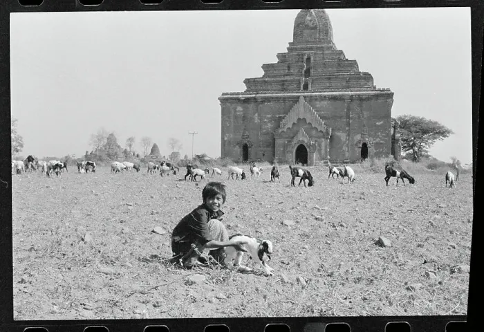 Framed Print : Lad with Grazing Animals