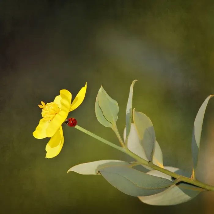 Framed Print : Lady bug on stem of yellow flower Framed Print : Lady bug on stem of yellow flower
