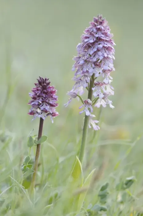 Framed Print : Lady Orchid -Orchis purpurea-, Leutratal, Jena, Thuringia, Germany, Europe Framed Print : Lady Orchid -Orchis purpurea-, Leutratal, Jena, Thuringia, Germany, Europe