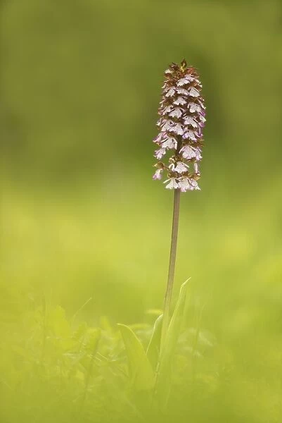 Lady Orchid -Orchis purpurea-, Lower Austria, Austria
