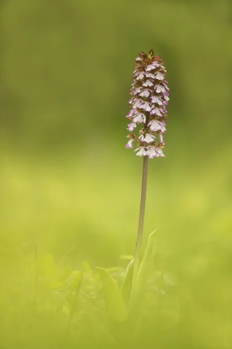Framed Print : Lady Orchid -Orchis purpurea-, Lower Austria, Austria Framed Print : Lady Orchid -Orchis purpurea-, Lower Austria, Austria
