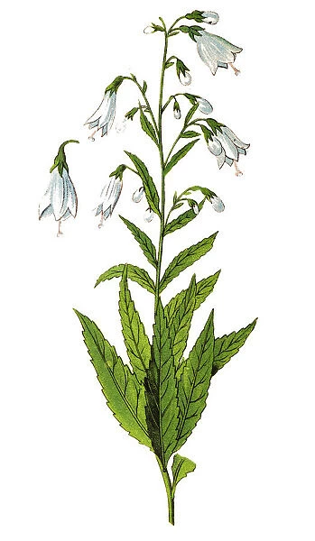 Ladybells (Adenophora liliifolia)