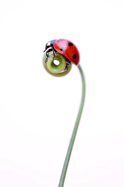 Ladybird on passion-flower tendril in the garden