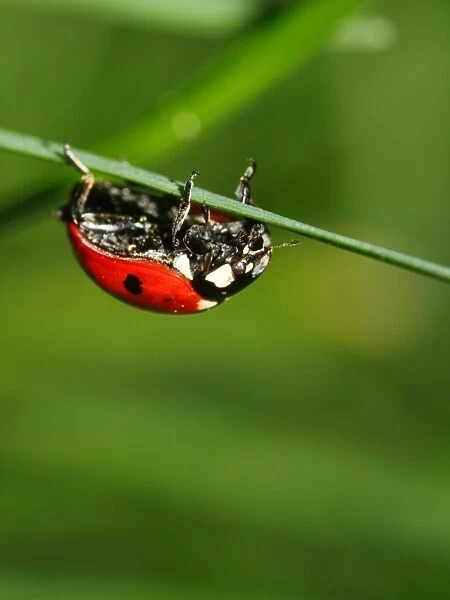 Ladybird upside down on a blade of grass
