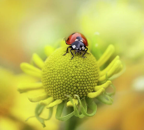 Ladybird resting atop of an Helenium flower