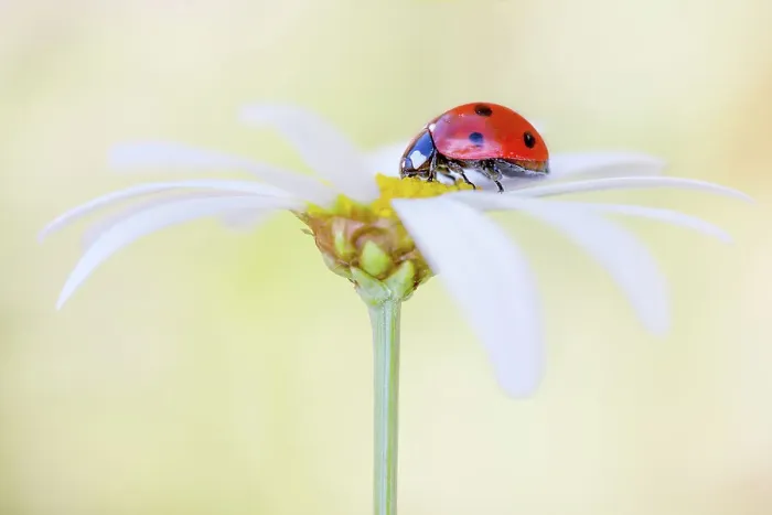 Framed Print : Ladybird. Coccinellidae Septempunctata, commonly known as the seven spotted Framed Print : Ladybird. Coccinellidae Septempunctata, commonly known as the seven spotted