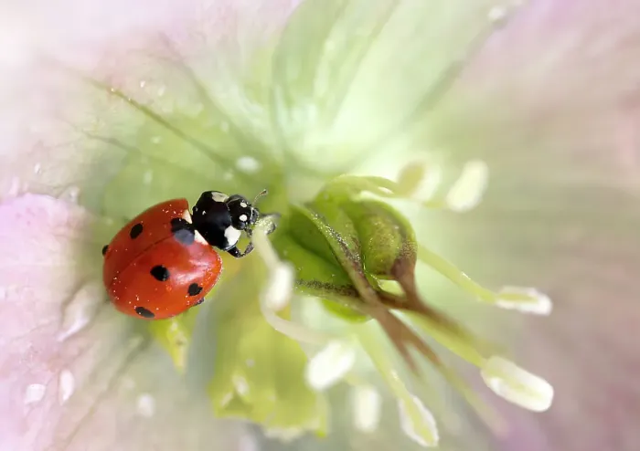 Framed Print : Ladybird resting on a Hellebore flower Framed Print : Ladybird resting on a Hellebore flower