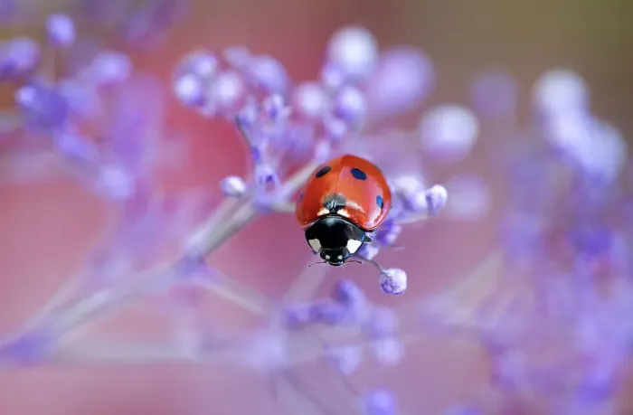 Framed Print : Ladybird climbing among Gypsophila Framed Print : Ladybird climbing among Gypsophila