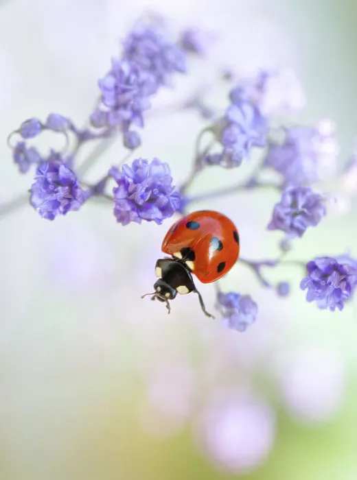 Framed Print : Ladybird climbing among Gypsophila Framed Print : Ladybird climbing among Gypsophila