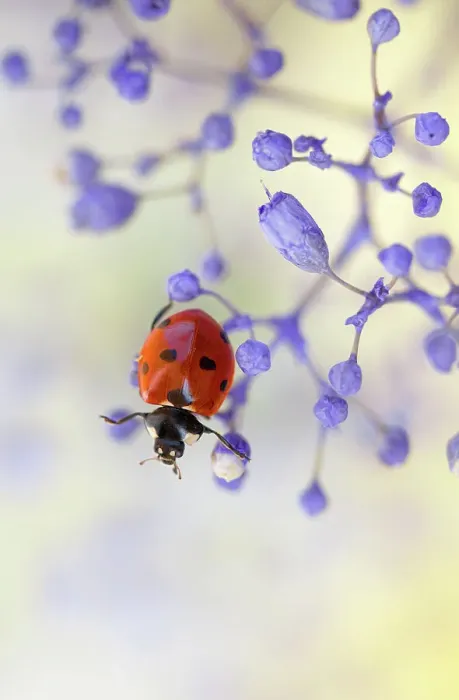 Framed Print : Ladybird climbing among Gypsophila Framed Print : Ladybird climbing among Gypsophila