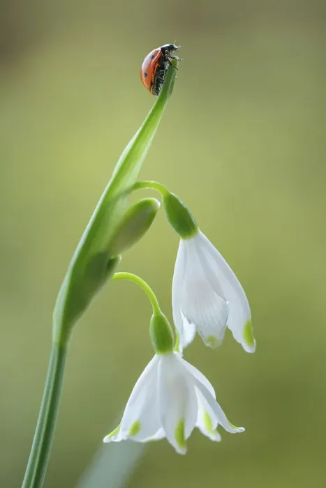 Framed Print : Ladybird climbing on a Leucojum flower Framed Print : Ladybird climbing on a Leucojum flower